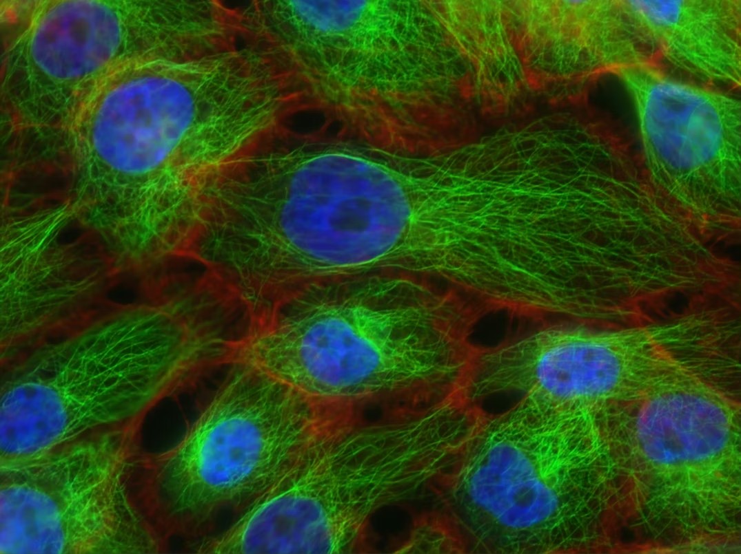 Cell biology